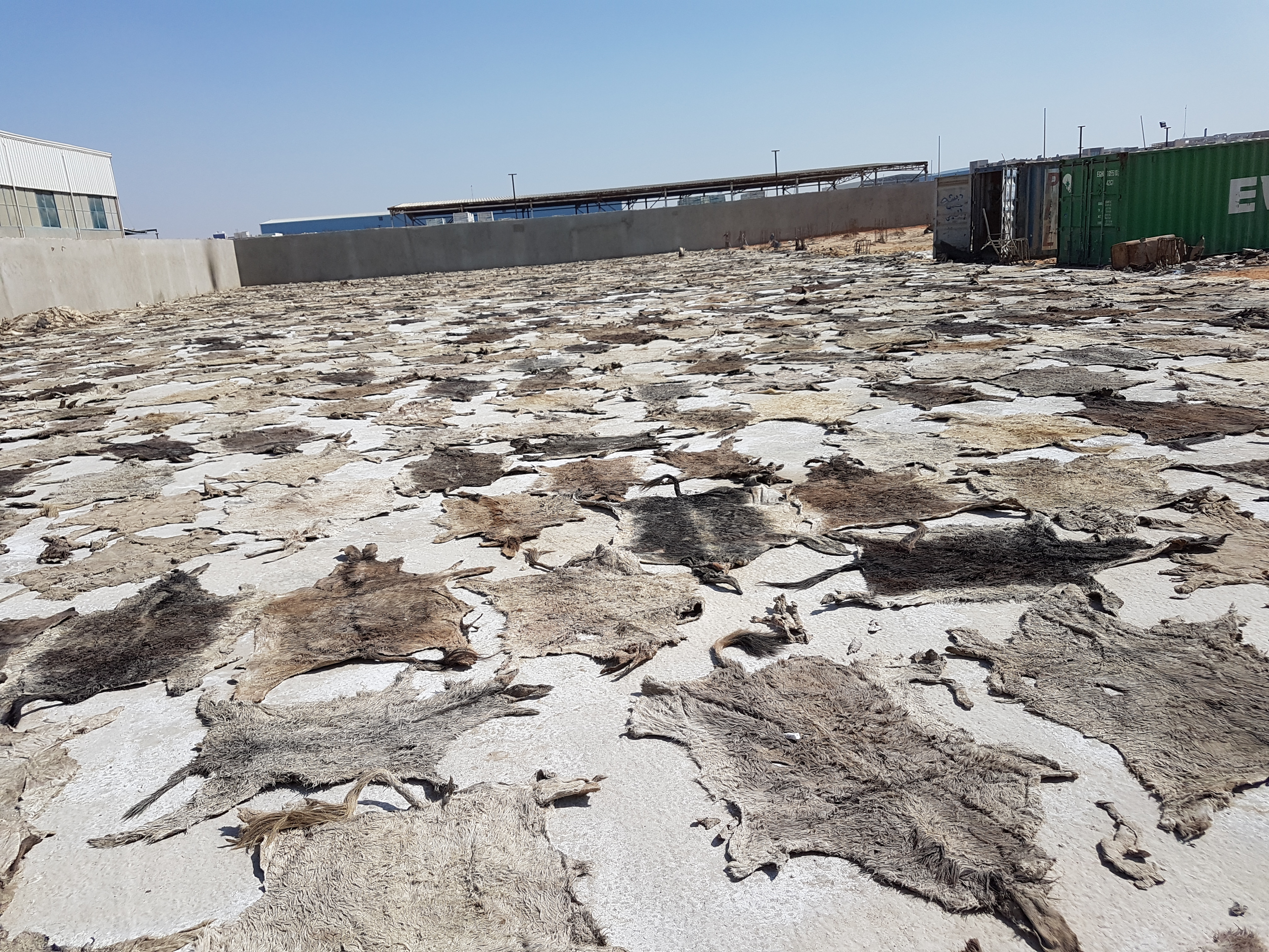 27216 - Dry salted donkey hides Cameroon