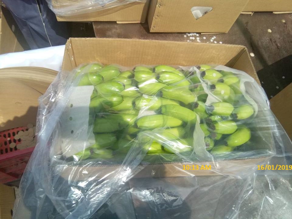 31279 - Philippine Fresh Cavendish Banana Exporters from Philippine
