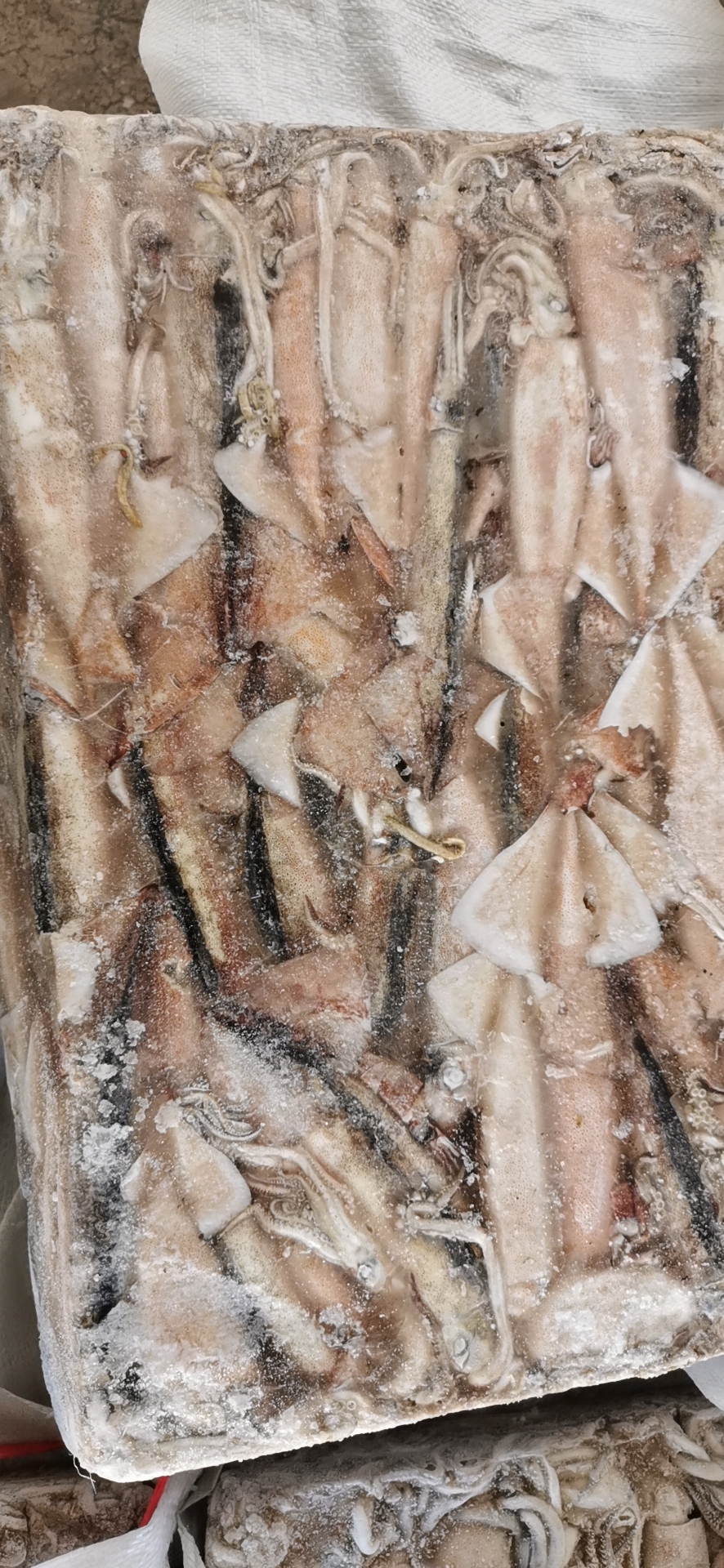 34321 - Frozen Japanese squid from China