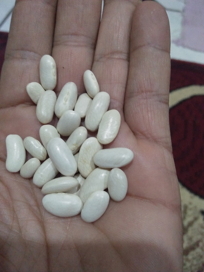 34761 - Offer Bean white Egypt