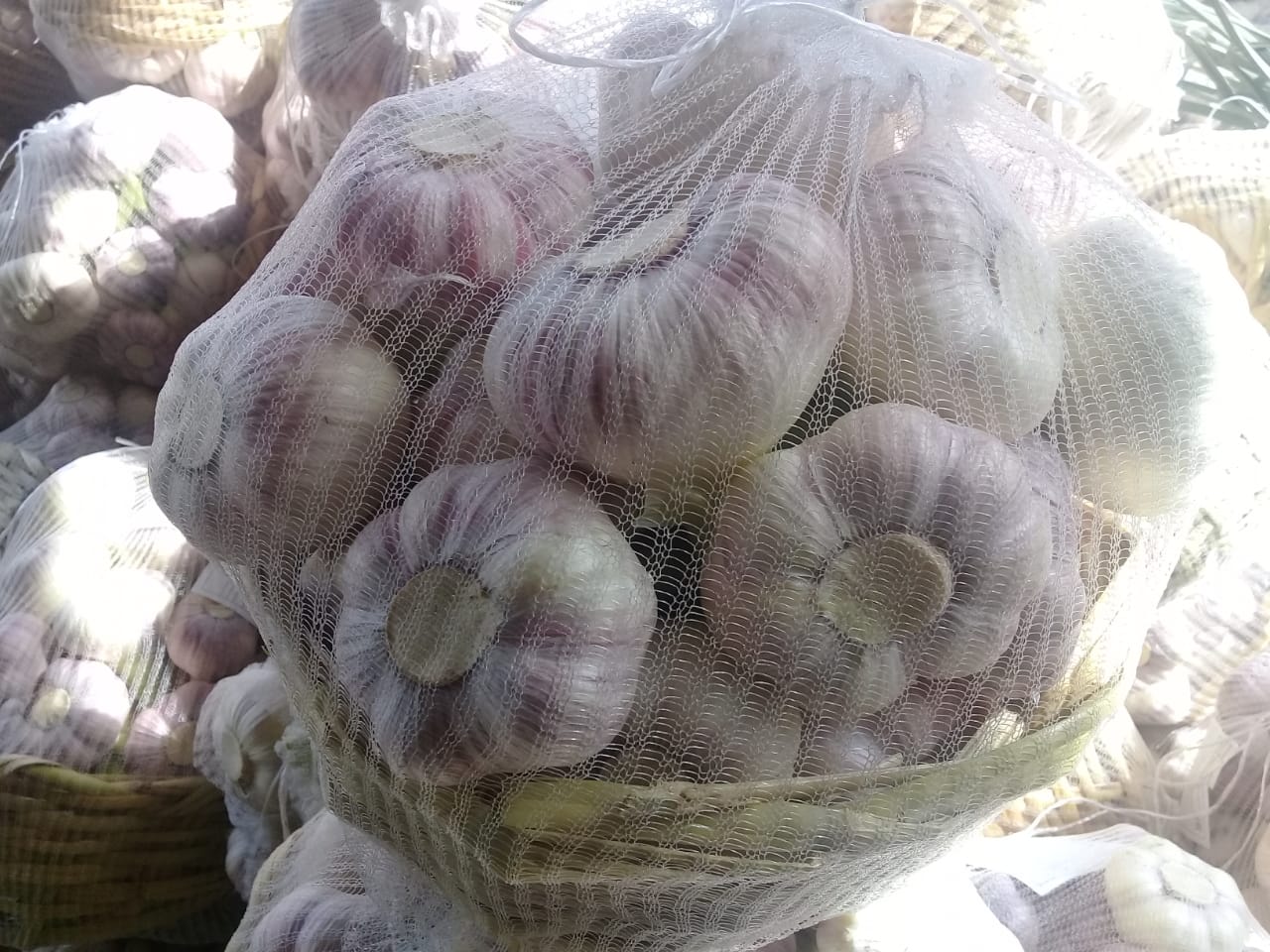 36226 - Garlic fresh Egypt