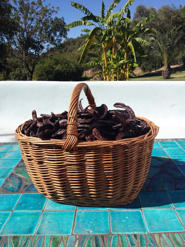 38191 - Carob Pods from Andalusia Europe