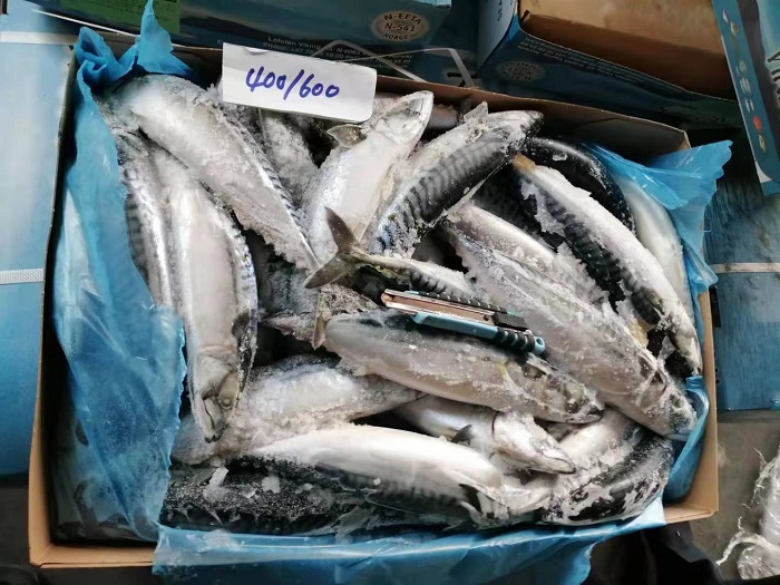 44615 - Atlantic Mackerel Whole Round China