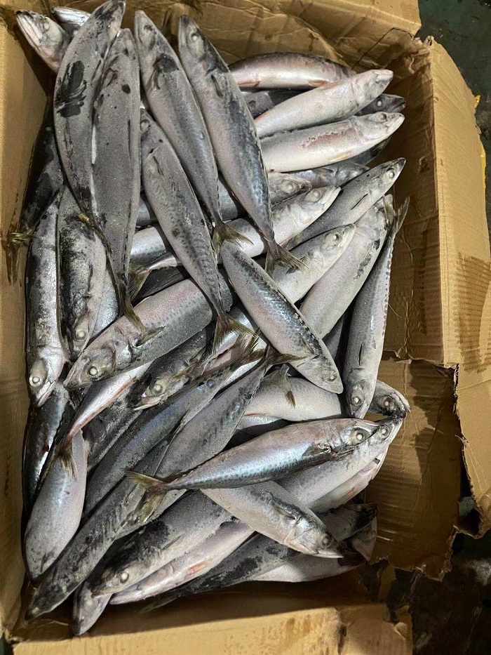 47160 - Mackerel 100-200g China