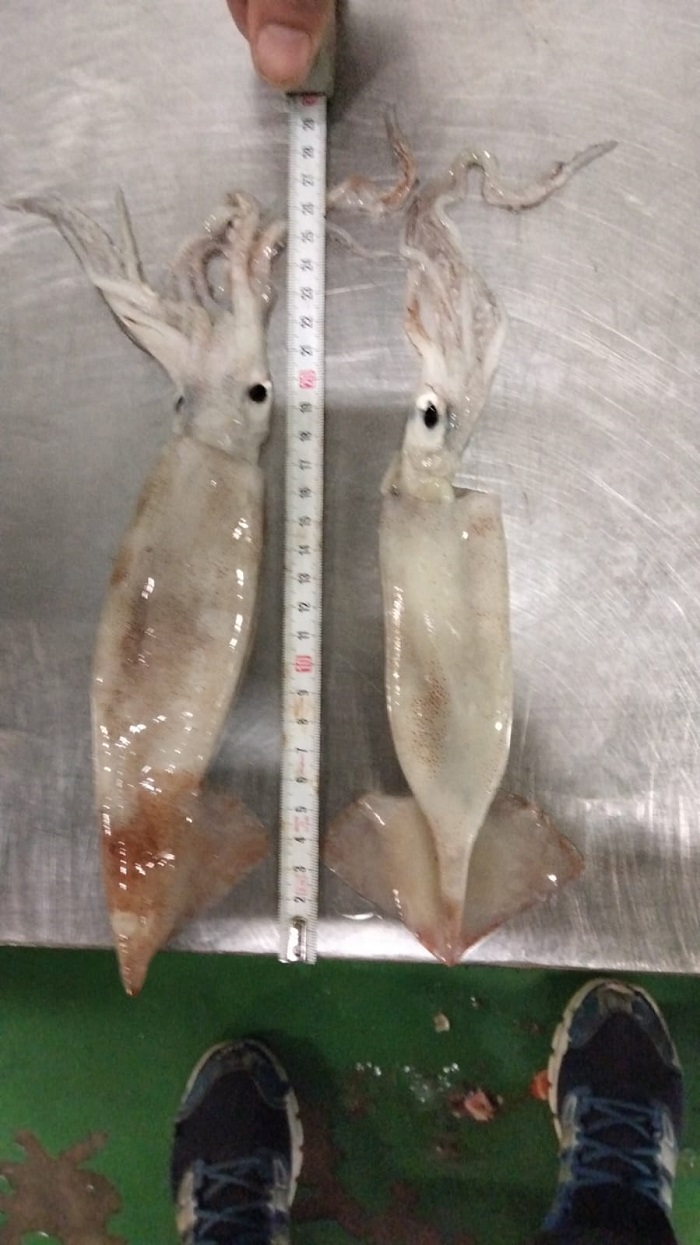 48199 - ILLEX ILLECEBROSUS SQUID Europe